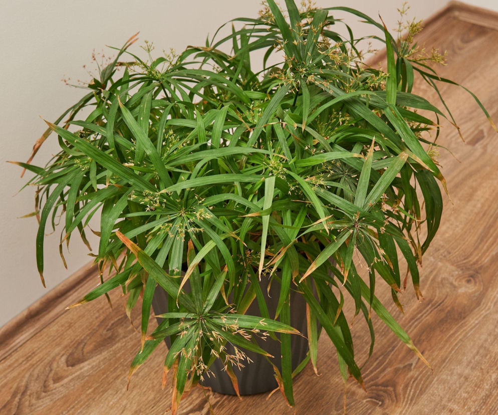 Te rośliny mogą stać w wodzie i nic im się nie stanie!