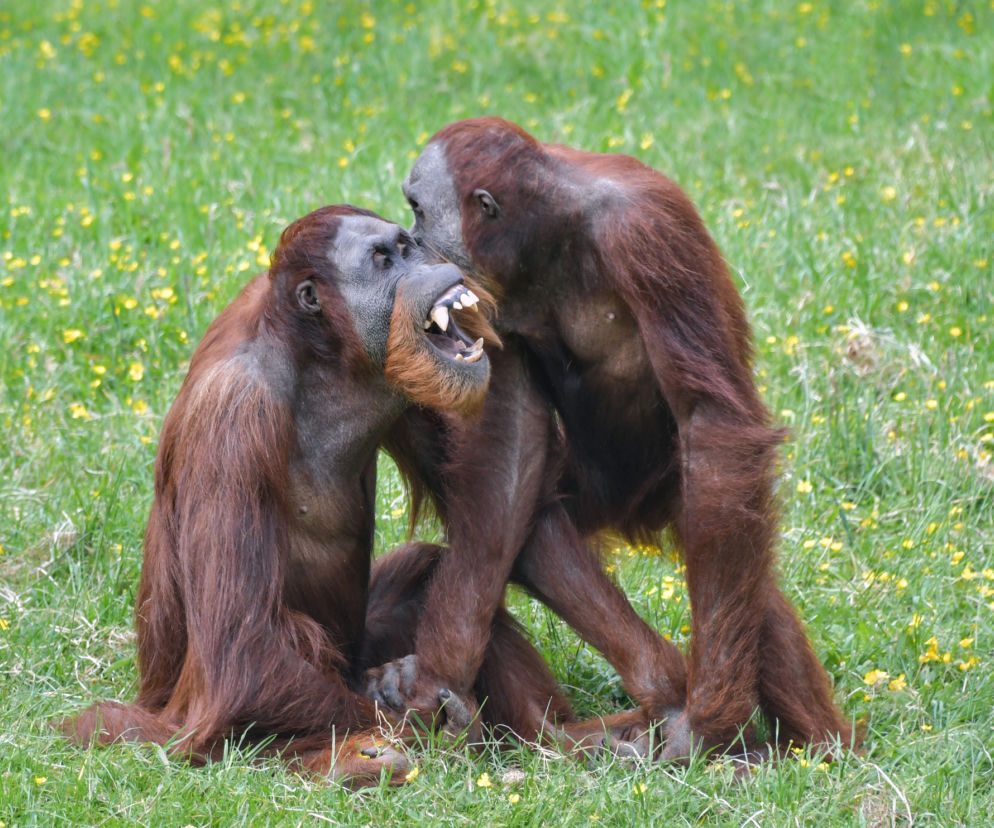 Orangutany