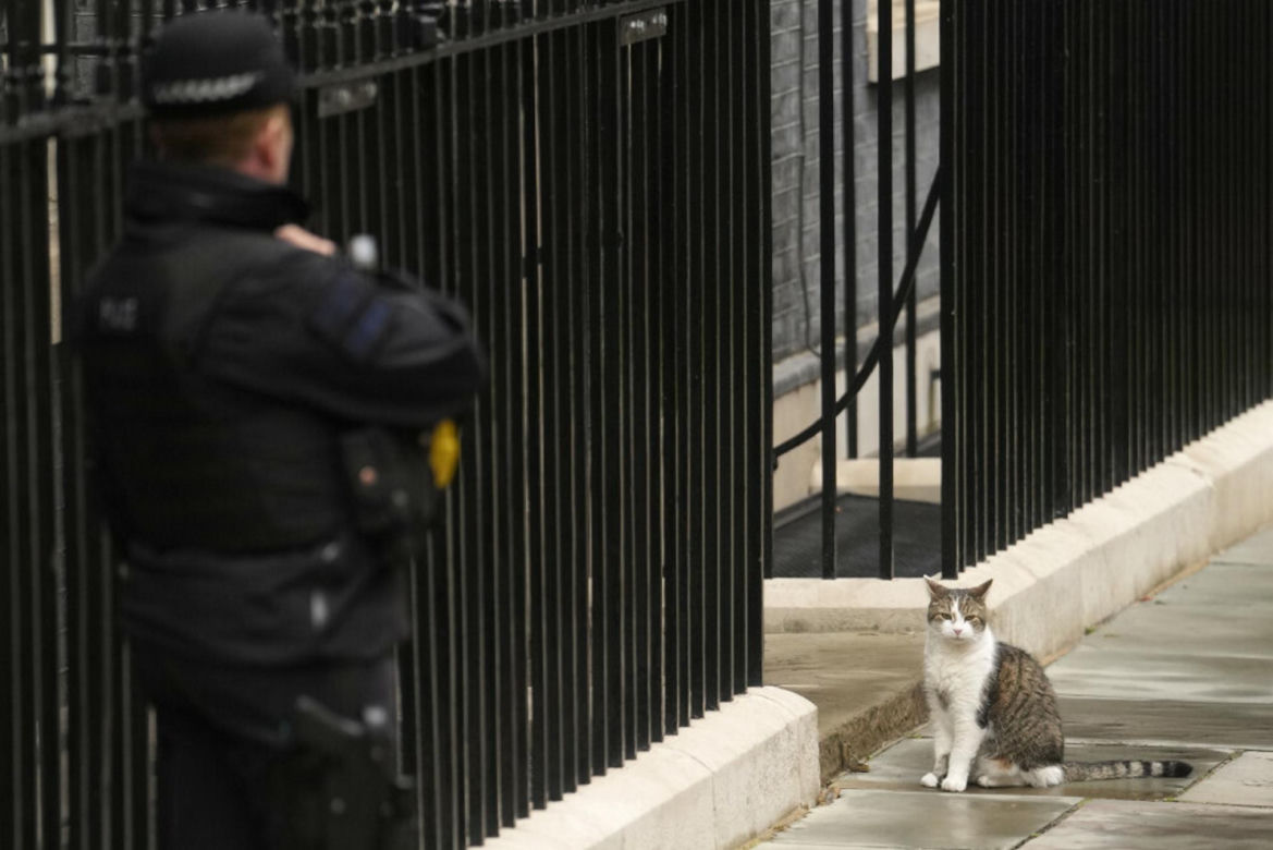 Oto Larry. Chief Mouser to the Gabinet Office