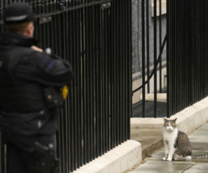 Oto Larry. Chief Mouser to the Gabinet Office