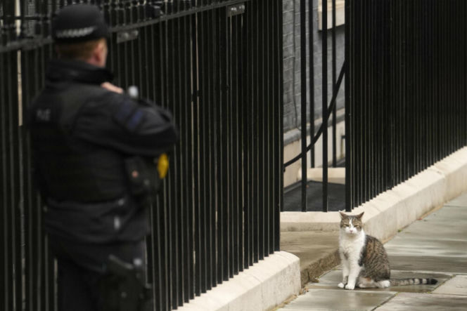 Oto Larry. Chief Mouser to the Gabinet Office