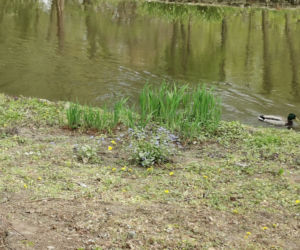 Park Miejski w Kaliszu 