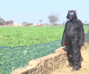 Yeti pojawił się na polu?! Ten film może szokować, wyjaśnienie cię zaskoczy