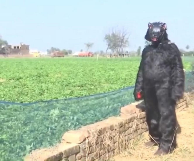 Yeti pojawił się na polu?! Ten film może szokować, wyjaśnienie cię zaskoczy