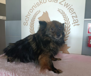 Gehenna zwierząt trwała latami! Prawie sto psów zostało wyrwanych z piekła