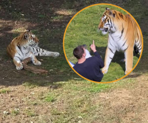 Tygrys zabił turystę w zoo! Takie były ostatnie słowa ofiary