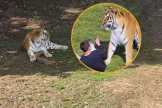 Tygrys zabił turystę w zoo! Takie były ostatnie słowa mężczyzny