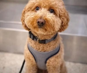 Kobieta porzuciła psa na lotnisku! Powód łamie serce