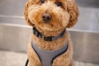 Kobieta porzuciła psa na lotnisku! Powód łamie serce