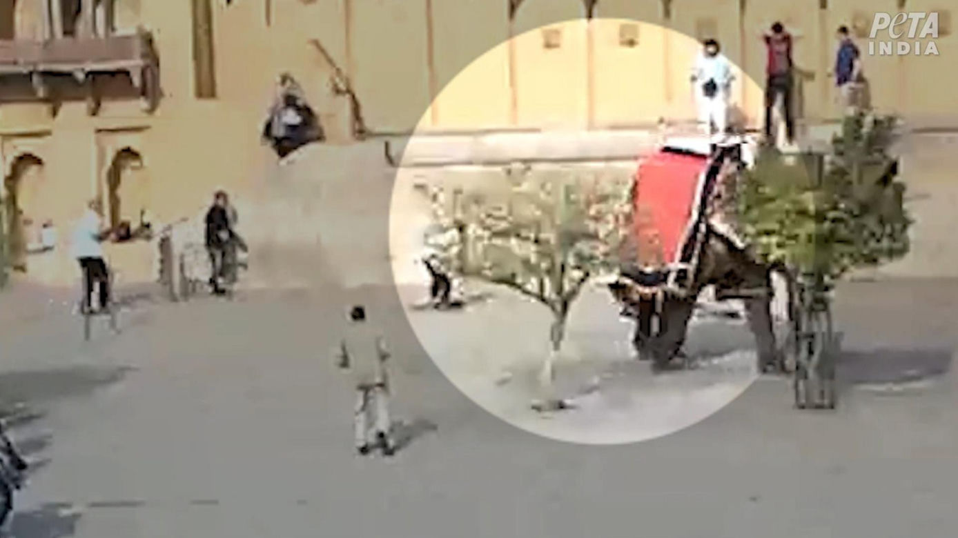 Słoń zmasakrował rosyjską turystkę! Wideo mrozi krew w żyłach