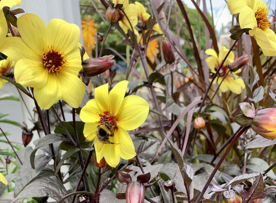 Dalia pojedyncza 'Yellow Hammer'