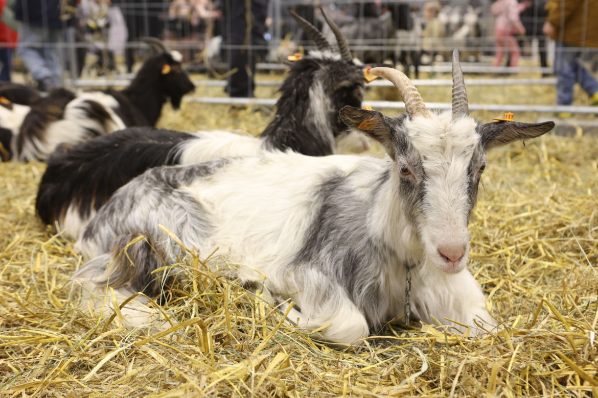 ZooPark 2023 w Lublinie przyciągnął tłumy!