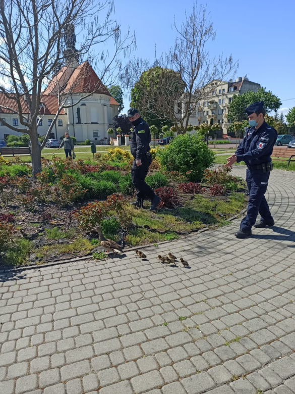 Policjanci z Torunia pomogli kaczej rodzinie. Znalazła się w rejonie ruchliwej ulicy!