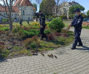 Policjanci z Torunia pomogli kaczej rodzinie. Znalazła się w rejonie ruchliwej ulicy!