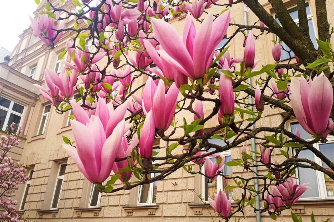 Magnolie w Szczecinie