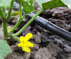 Podlewasz ogród i tracisz pieniądze? Ten system zmniejsza zużycie wody nawet o 65%