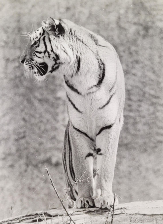 Łódzkie zoo w latach 70.