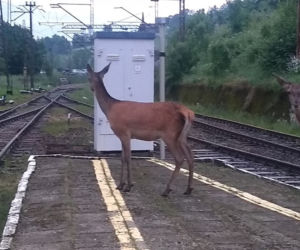 Dworzec kolejowy opanowany przez... jelenie!