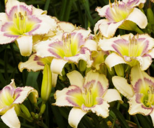 liliowce