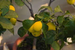 Dlaczego schną i opadają liście cytryny uprawianej w doniczce? Wyjaśnia ekspert