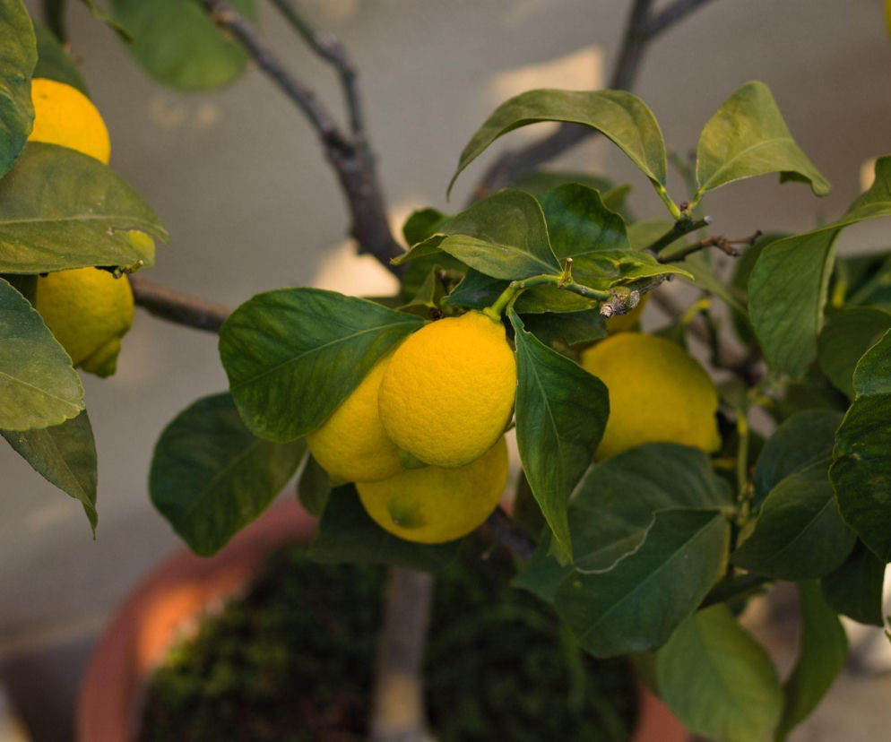 Drzewko cytrynowe