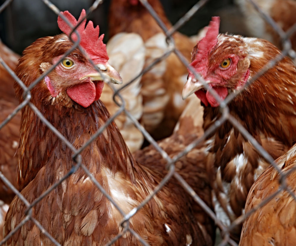 Drób, który trafia na nasz stół może być naszpikowany antybiotykami