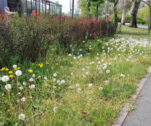Bydgoszcz walczy z suszą. Miasto kosi tylko tam, gdzie trzeba