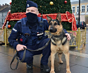 Szarik - nowy policyjny pies w Komendzie Miejskiej Policji w Suwałkach [ZDJĘCIA]