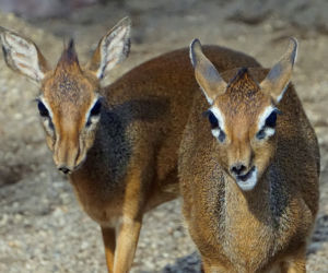 We wrocławskim zoo urodził się mały dikdik