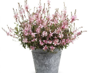 gaura
