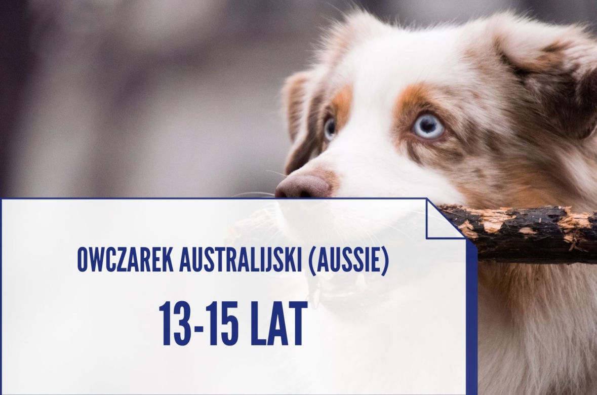 Te rasy psów, które żyją najdłużej. Niektóre nawet ponad 20 lat! [ZDJĘCIA]