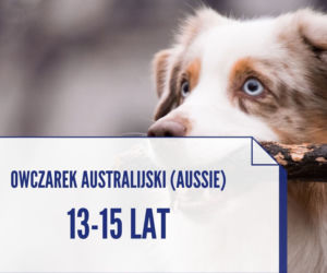 Te rasy psów, które żyją najdłużej. Niektóre nawet ponad 20 lat! [ZDJĘCIA]
