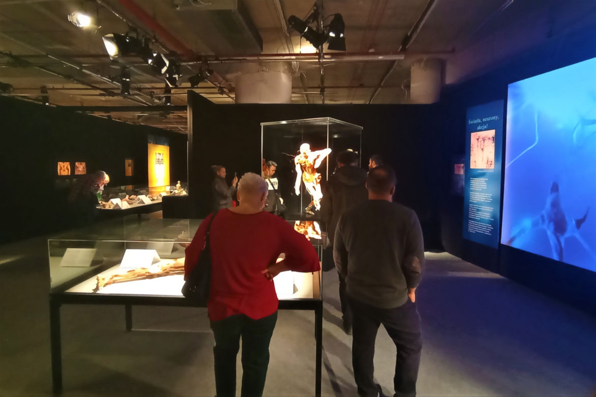 Wystawa Body Worlds w Szczecinie