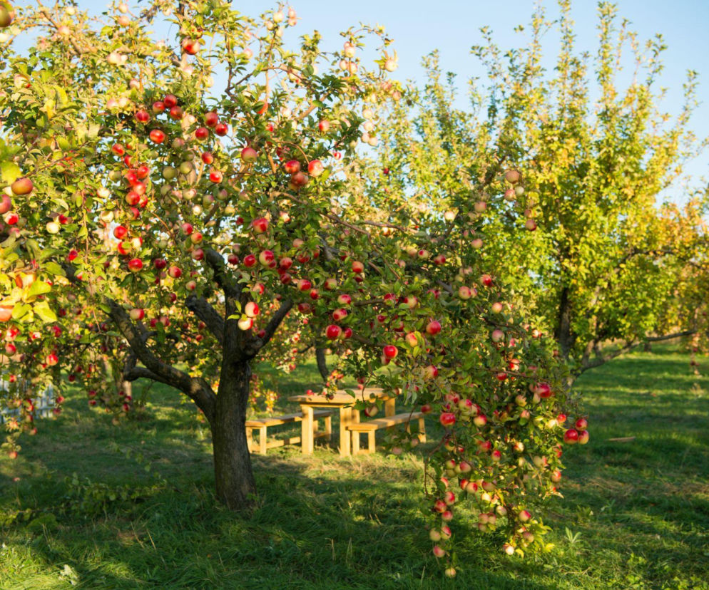 Stare drzewa owocowe poszukiwane. Tak zwane poniemieckie, powojenne i „po babci!