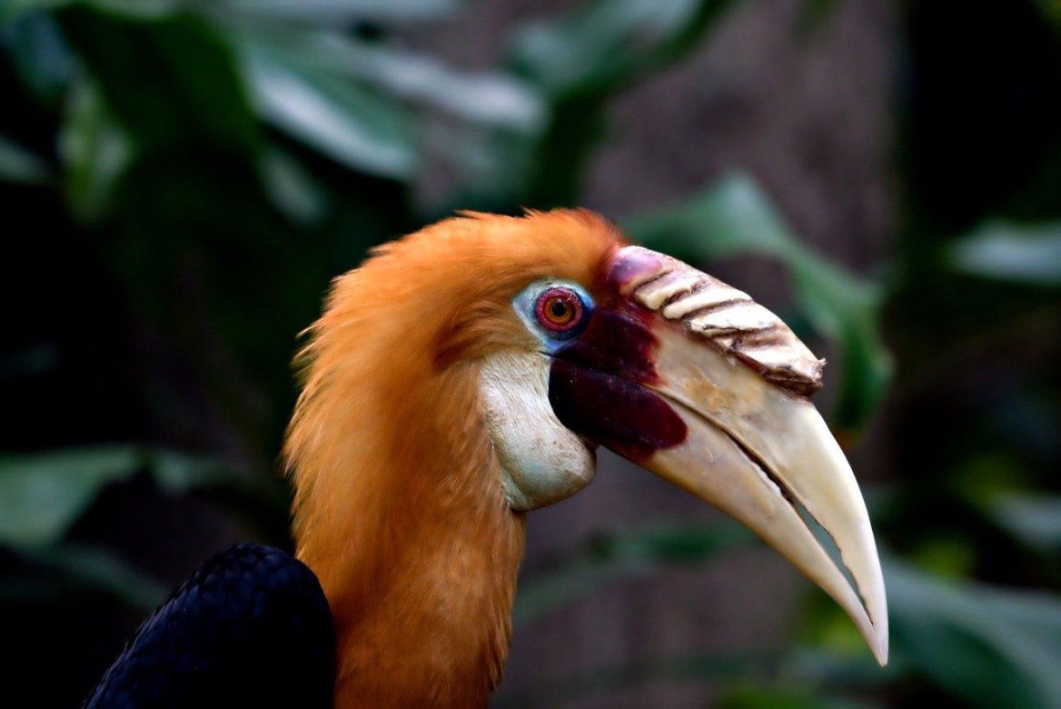 Nowy pawilon dla rzadkich zwierząt w ZOO Wrocław