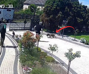 Szokujące sceny na Dolnym Śląsku. Monitoring uchwycił atak na chihuahuę 