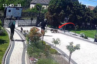 Szokujące sceny na Dolnym Śląsku. Monitoring uchwycił atak na chihuahuę 