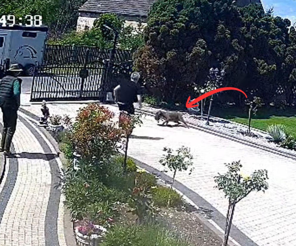 Szokujące sceny na Dolnym Śląsku. Monitoring uchwycił atak na chihuahuę 