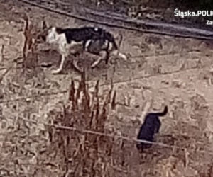 Policja poszukuje właściciela psów. Zagryzły 47 ptaków ozdobnych [ZDJĘCIA]