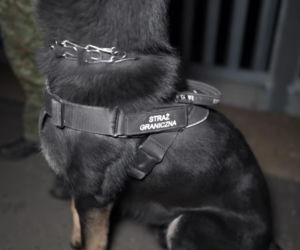 Karolina Pajączkowska na granicy polsko-białoruskiej