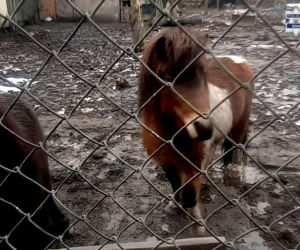 Mężczyzna z Bytomia trzymał zwierzęta w skandalicznych warunkach