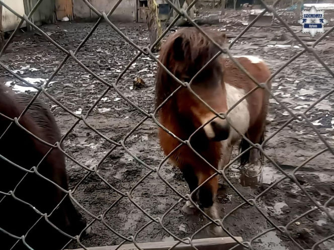 Mężczyzna z Bytomia trzymał zwierzęta w skandalicznych warunkach
