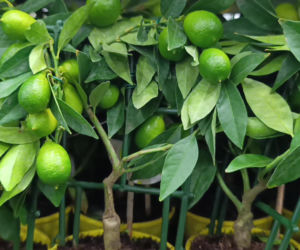 Festiwal Roślin w Enea Arenie