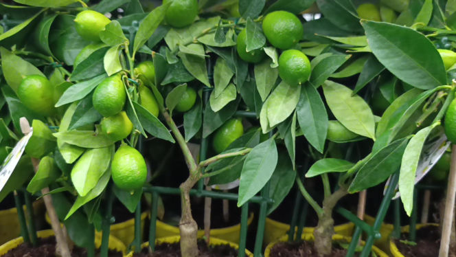 Festiwal Roślin w Enea Arenie