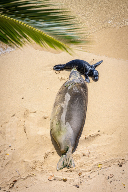 Szczenię foki na hawajskiej plaży 
