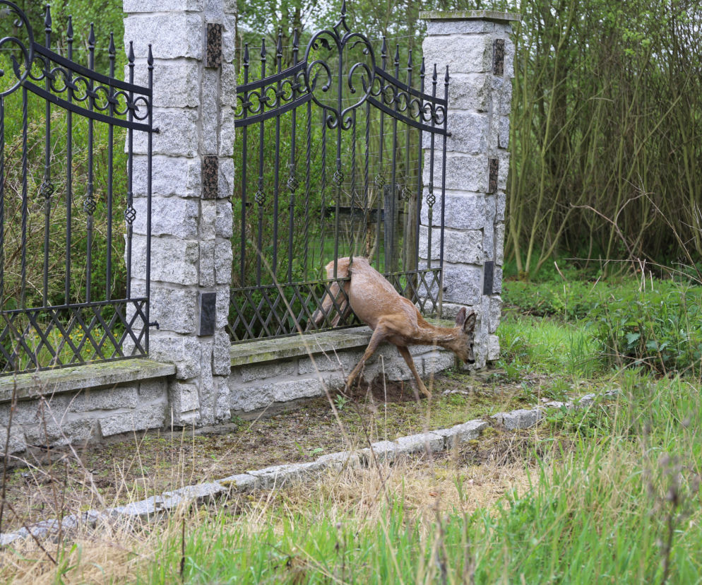 Koziołek Matołek