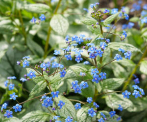Brunnera wielkolistna