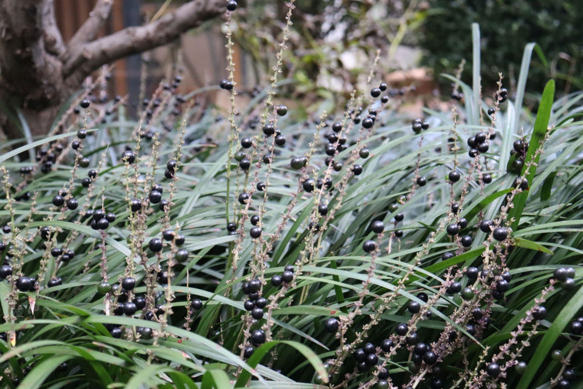 Liriope szafirkowata