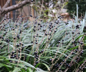 Liriope szafirkowata