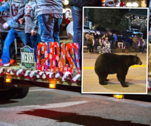 Niedźwiedź wskoczył w środek świątecznej parady! Wideo pokazało wszystko